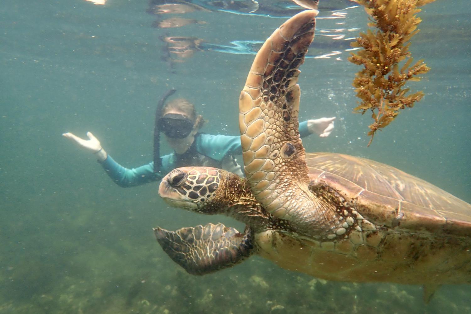 一名<a href='http://uv9t.htisports.com'>全球十大赌钱排行app</a>学生在Galápagos群岛游学途中与一只巨龟游泳.